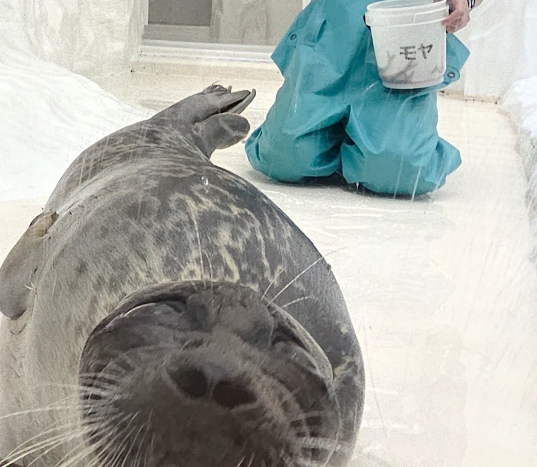 az_arashiko's tweet image. モャッ

2025.11
#海遊館
#ワモンアザラシ
#モヤ