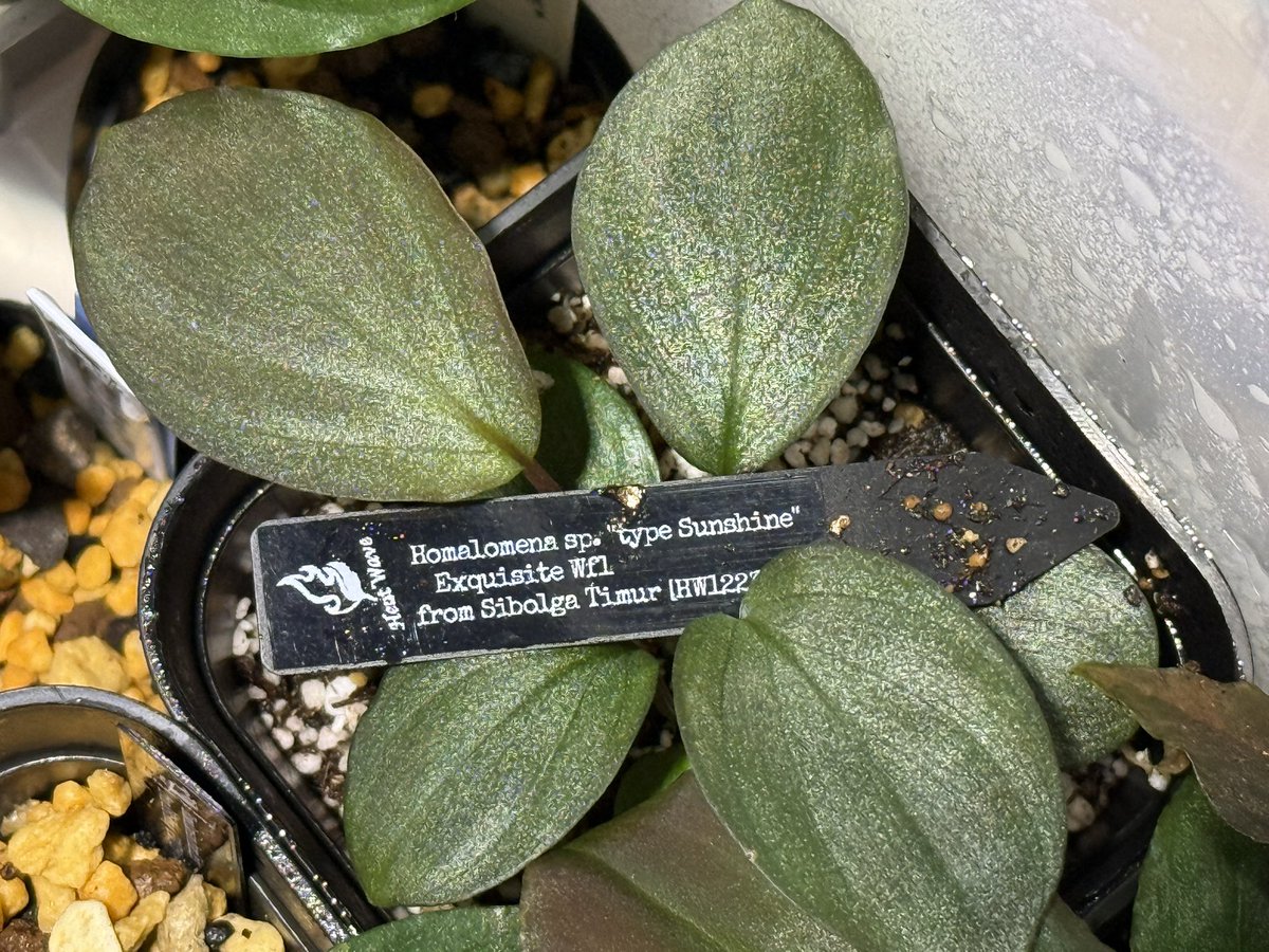 希少❤️✨ポルン✕ホーリンぜ✨beehouse苗❤️ 希少❤️✨ポルン✕ホーリンぜ✨beehouse苗❤️ 希少❤️✨ポルン