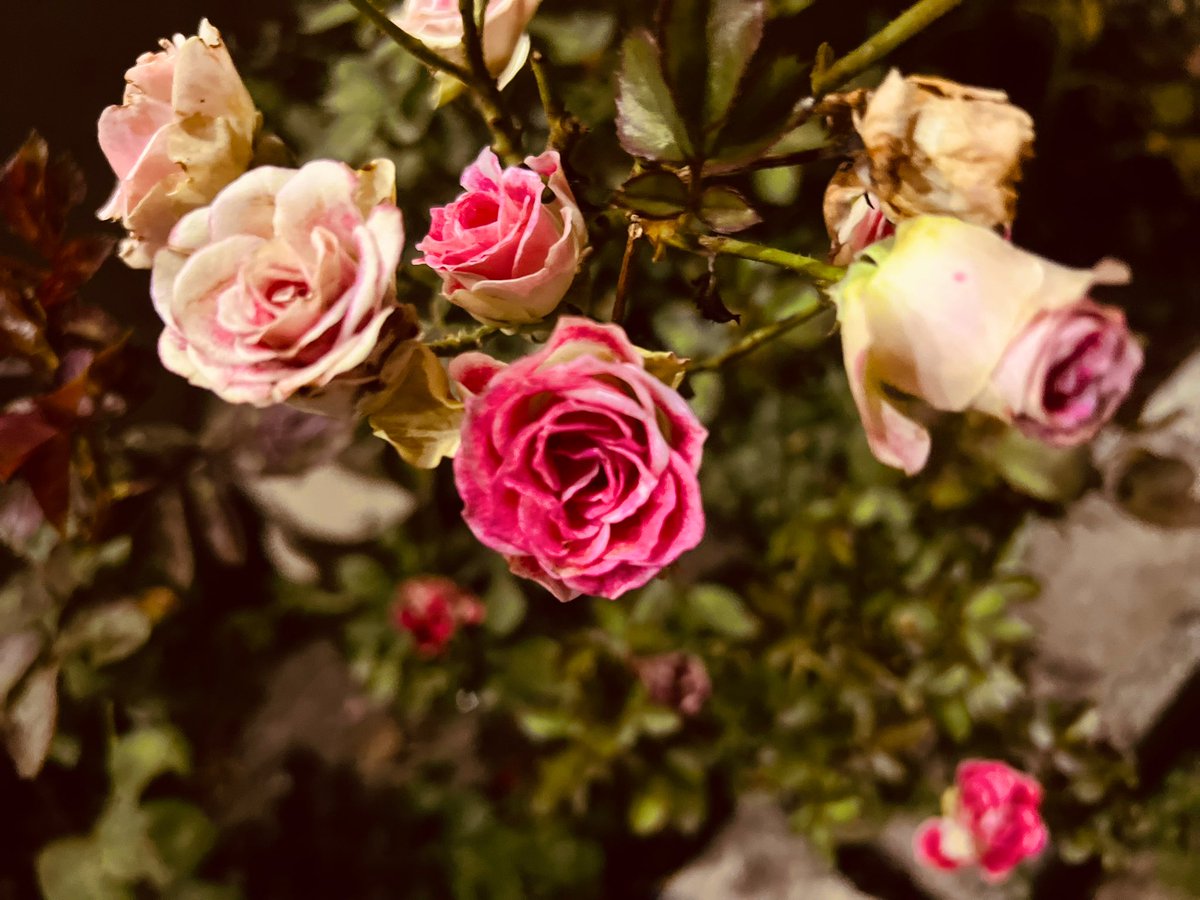 Aautoprivate's tweet image. There are only two ways to live your life. 
One is as though nothing is a miracle. 
The other is as though everything is a miracle. - Albert Einstein

#MiK📸