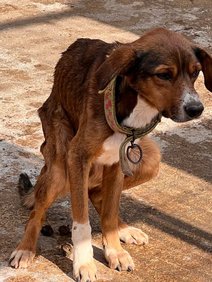 DokuzOlmaz's tweet image. Barınaktan çıkıp, sadece 3 gün klinikte kalan köpeğin bakışı bile değişiyor. İnanılmaz.