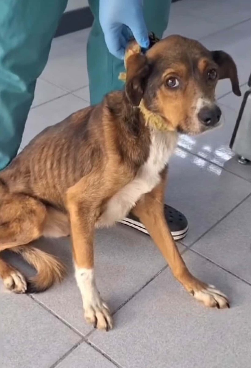 DokuzOlmaz's tweet image. Barınaktan çıkıp, sadece 3 gün klinikte kalan köpeğin bakışı bile değişiyor. İnanılmaz.