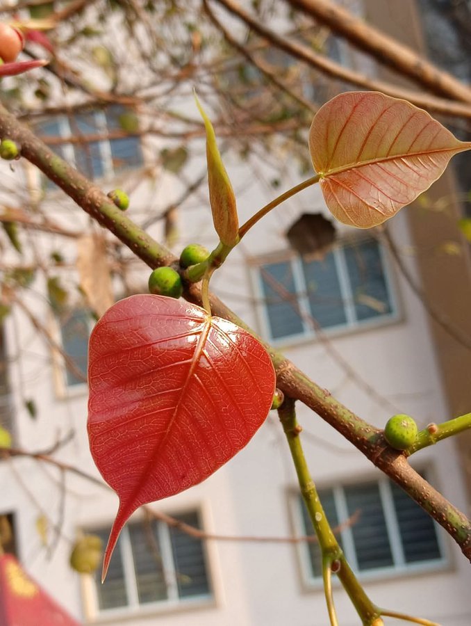 mpanktiya's tweet image. “हर रोज़ निकल आते हैं नये पत्ते,
ख़्वाहिशों के दरख़्तों में पतझड़ नहीं होते।”
🍁