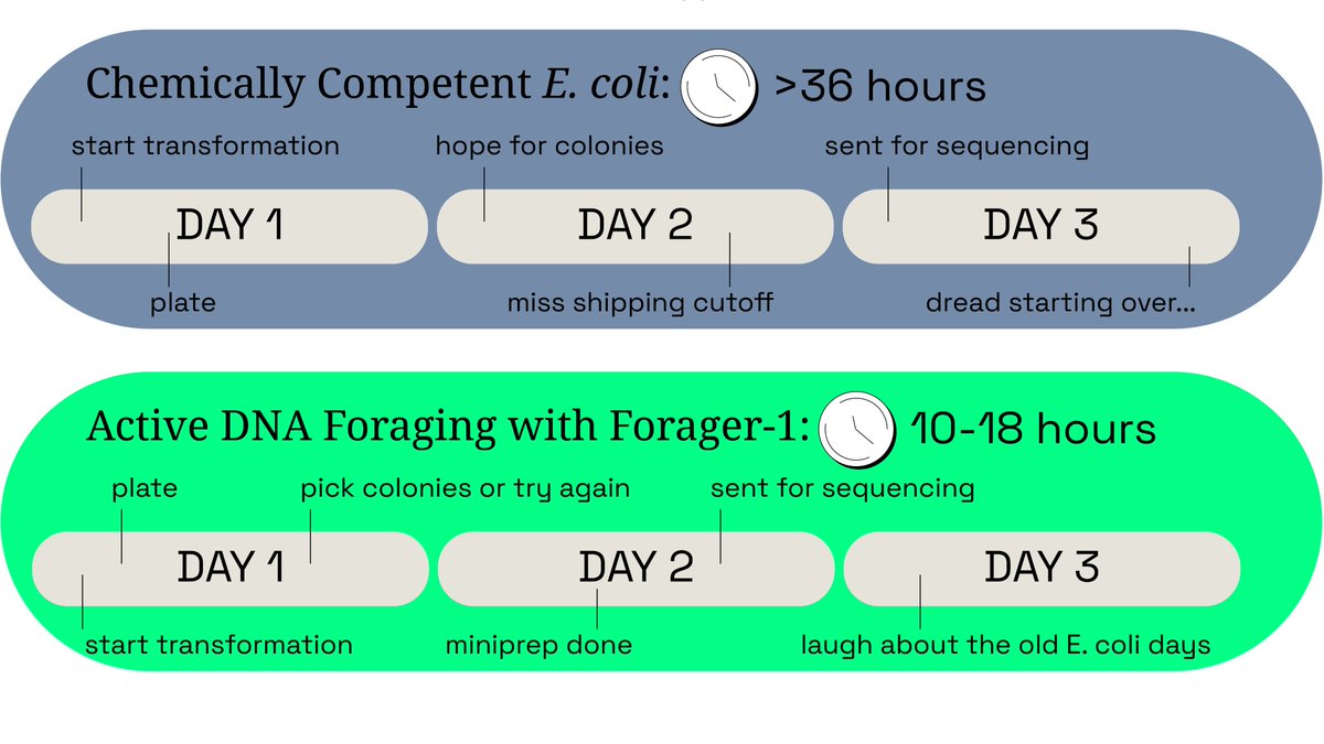 ForageEvolution's tweet photo. Tired of waiting overnight for plates with no colonies or just empty vector?

🔥 Forager-Fast flips the script:

✅ 1 incubation
✅ Colonies in 6 hrs, miniprep in 4
⏱️ Clone on your schedule — not E. coli’s

https://t.co/dj5ZZGImLj

#ForagerFast https://t.co/dLTyjrHFcC