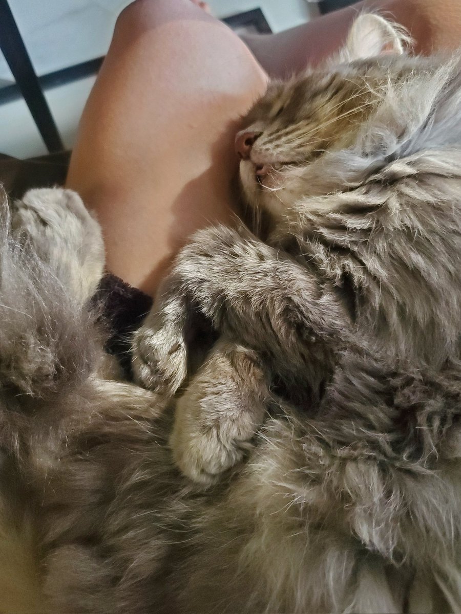 😅 What is Puppycat dreaming about?