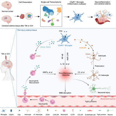NeuroCellPress's tweet image. Online now:  C5aR1+ microglia exacerbate neuroinflammation and cerebral edema in acute brain injury dlvr.it/TPKygj