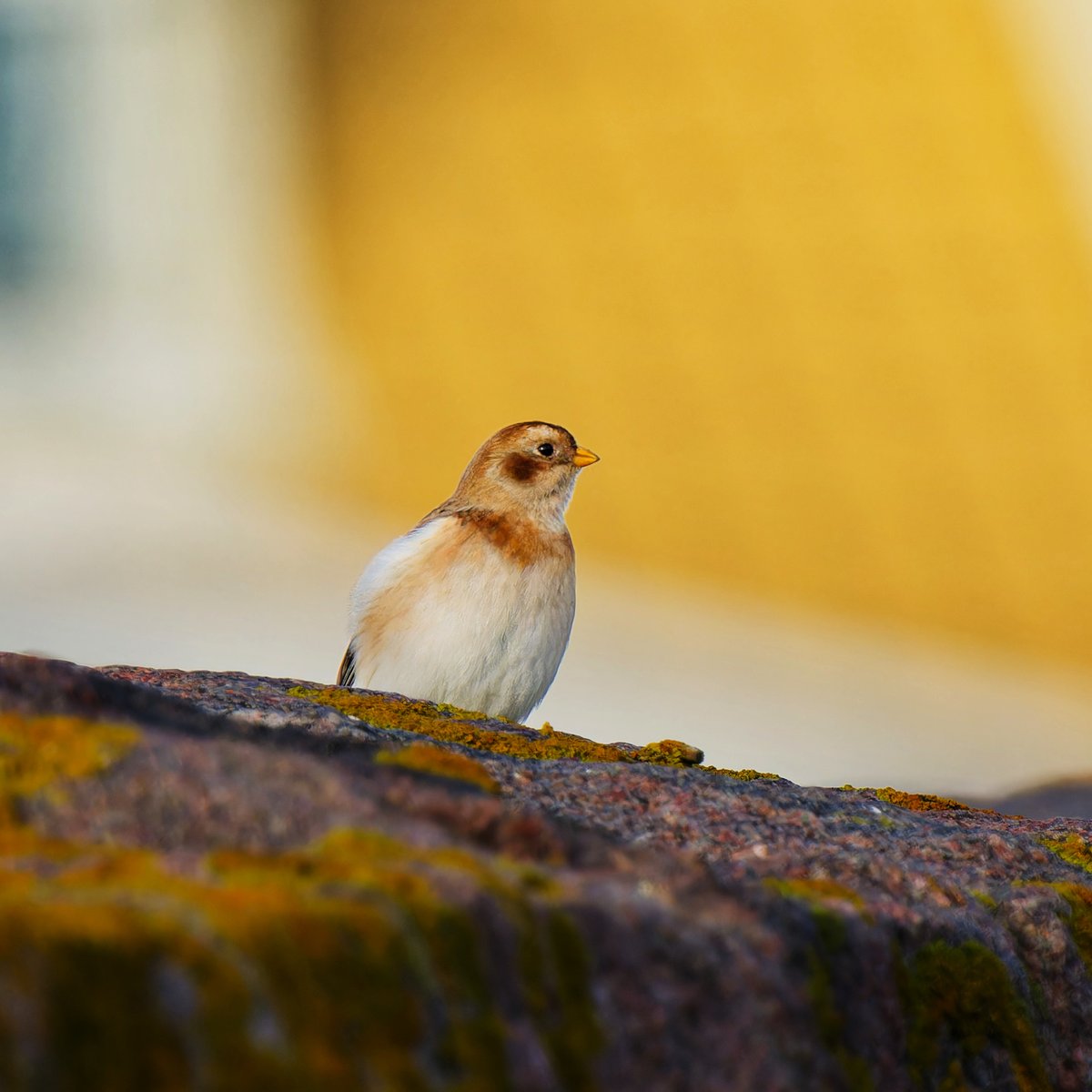 Henrik_Frietsch's tweet photo. A few more photos from Vikhög and the Snow buntings plus Common buzzard with a prey and a Great black-backed gull that flew past us as we were having fika by the shore ☕🍰😊
#ThePhotoHour #BirdsSeenIn2025 #BBCWildlifePOTD #SonyAlpha #birds #wildlifephotography https://t.co/2omjsfhG7t
