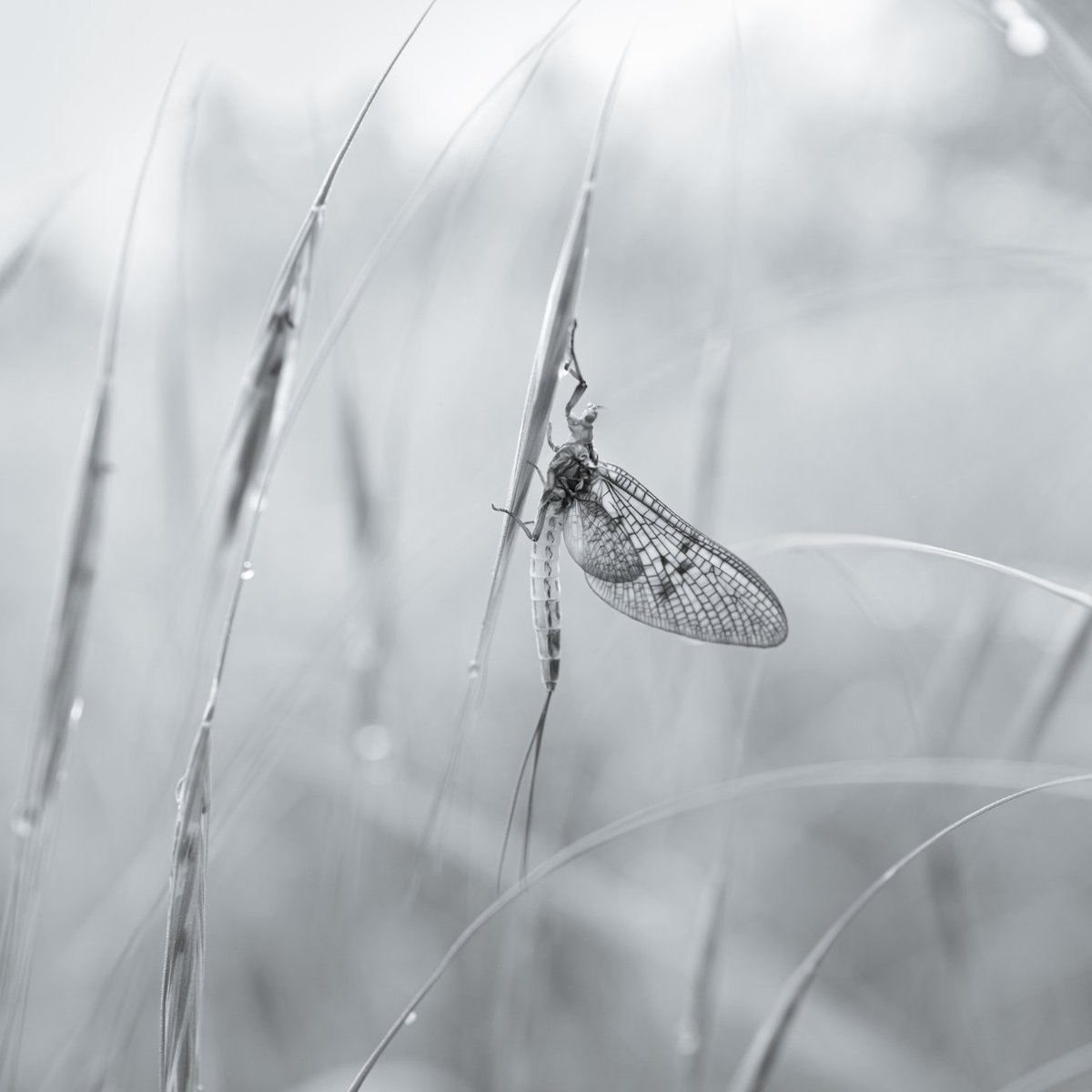 Freshwater Biological Association (FBA) tweet media