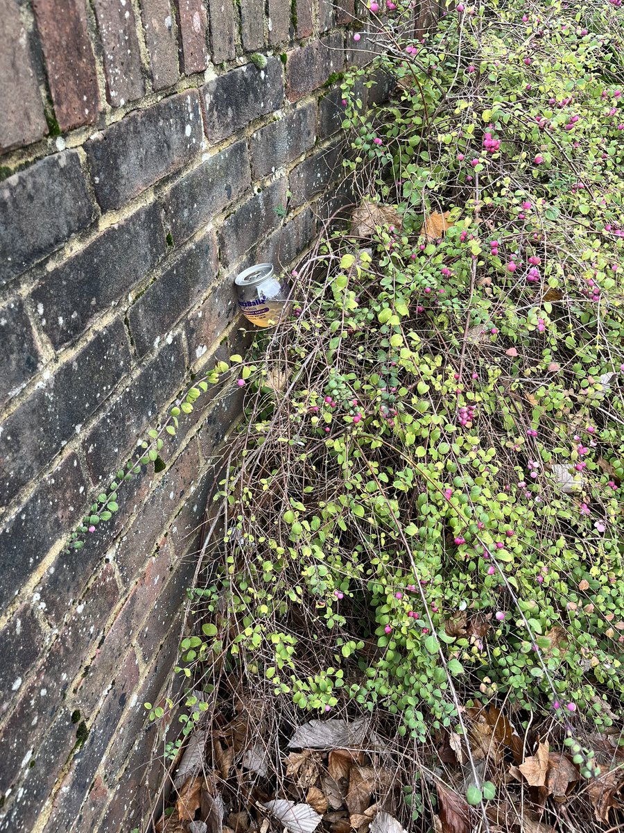 Started a bin tweet media