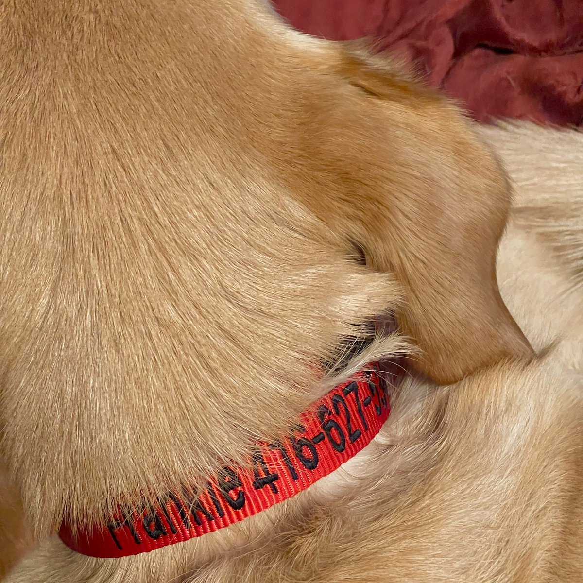 bobrodkin's tweet image. Frank kept losing his ID tag so I ordered this collar for him from @JeffBezos. Came to CDN $7.90 including tax and shipping. 
#dogcollar #bestdeal @amazonca