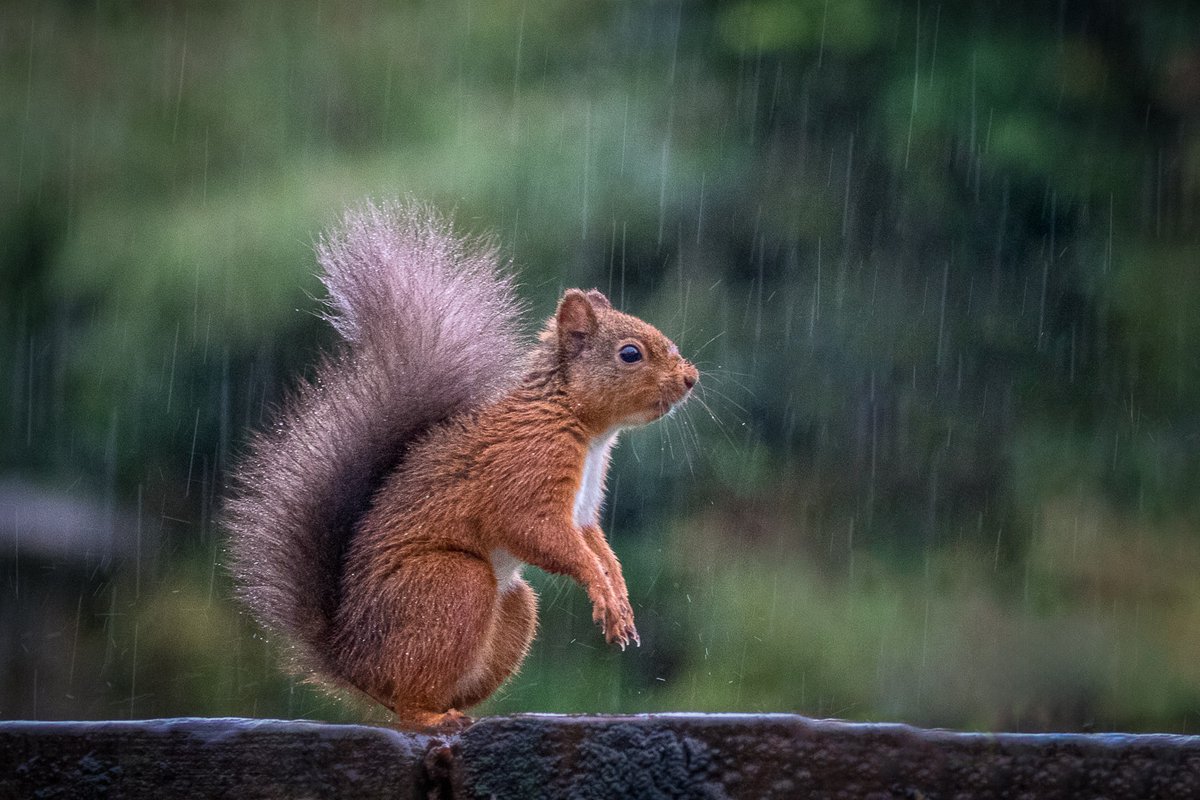 andrewswalks's tweet image. Red squirrel in the rain