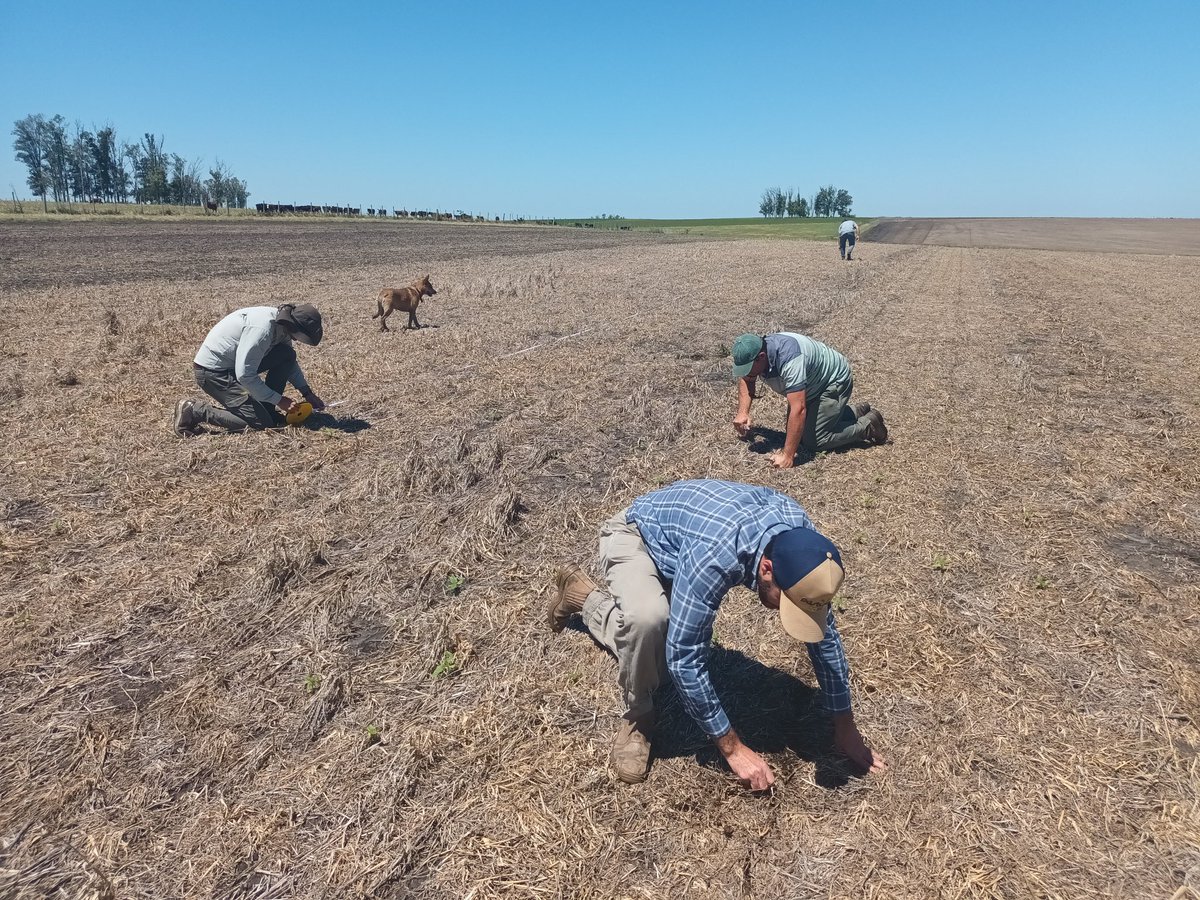 Acá nos hicimos un recreo para jugar con los palitos del rastrojo de soja un rato