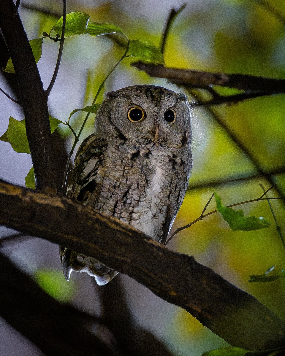 davidlei's tweet image. Late night chance encounter with an eastern screech-owl earlier this fall in Central Park, New York.

#birdcpp #nature #wildlife