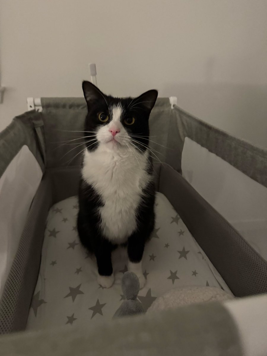 Cat_Fred_'s tweet image. What shall I get up to tonight? 🐾 #CatsOfTwitter #CatsOfX