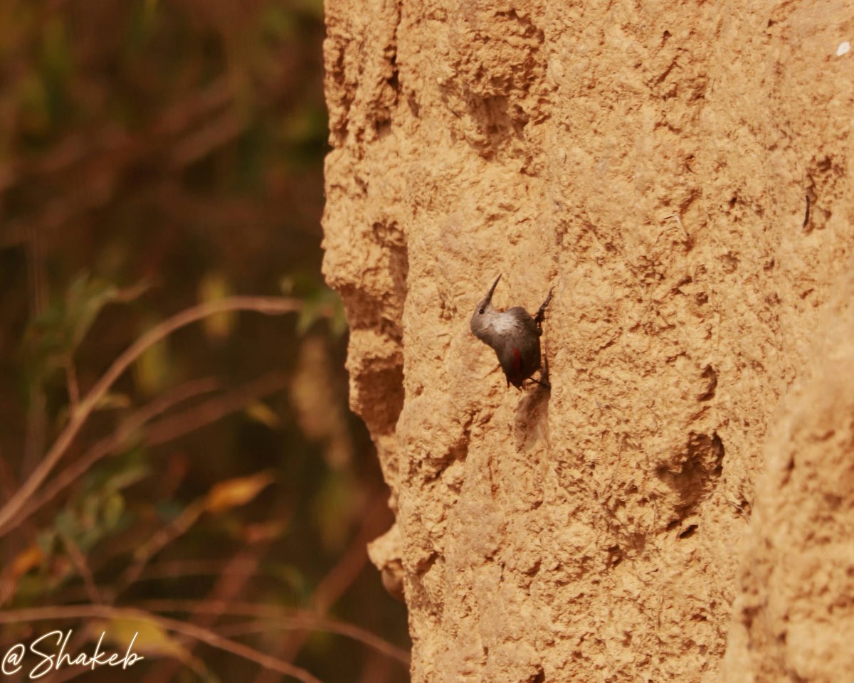 Wallcreeper
#birds #birdsoftwitter #Nepal #wildlife #WildLifeLovers #WildlifeWednesday #Travel #portrait #portraitphotography #Conservation #canon