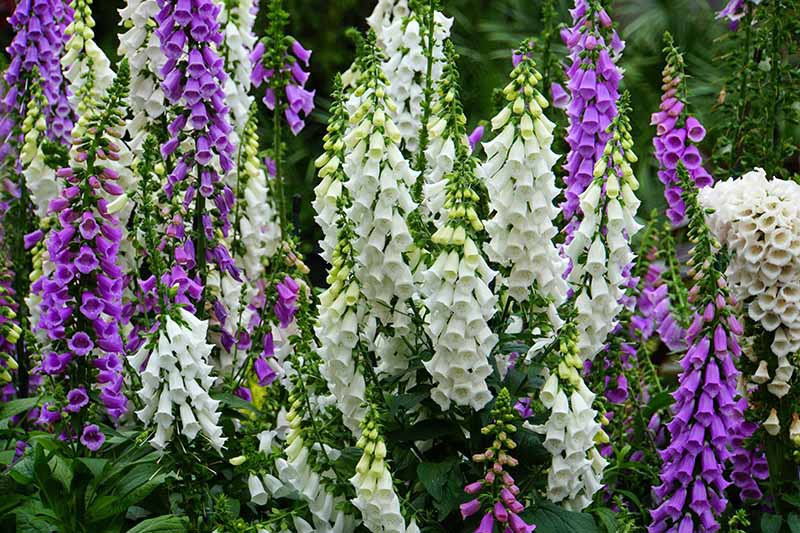 Gardeners_Path_'s tweet image. 11 of the Best Foxglove Varieties for Your Garden - With tall spikes packed with colorful, tubular flowers, foxgloves brighten up any garden. Discover 11 favorite varieties of foxglove now on Gardener&apos;s Path. gardenerspath.com/plants/flowers… #foxglove