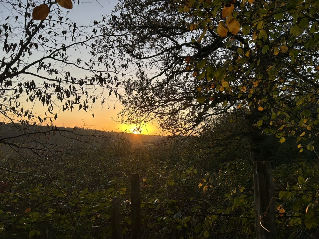 WoodlandNomad's tweet image. Appreciating the quiet places 😊#TreeClub🌳