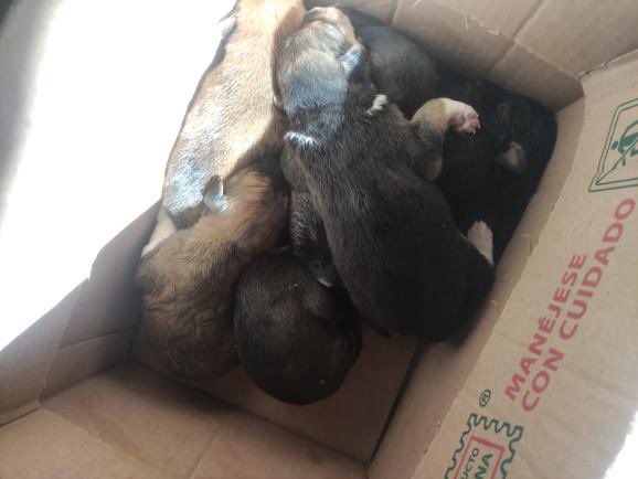 Alina_Gag's tweet photo. Encontraron a estos bebés en una bolsa de plástico cerrada sin su mamá

Están muy pequeñitos

Si alguien puede dar refugio y criarlos, comuníquese al 5521526255 con Araceli Ramirez

Es en el estado de México

Rescatalandia ayuda con gastos https://t.co/8IN4ydXq0D