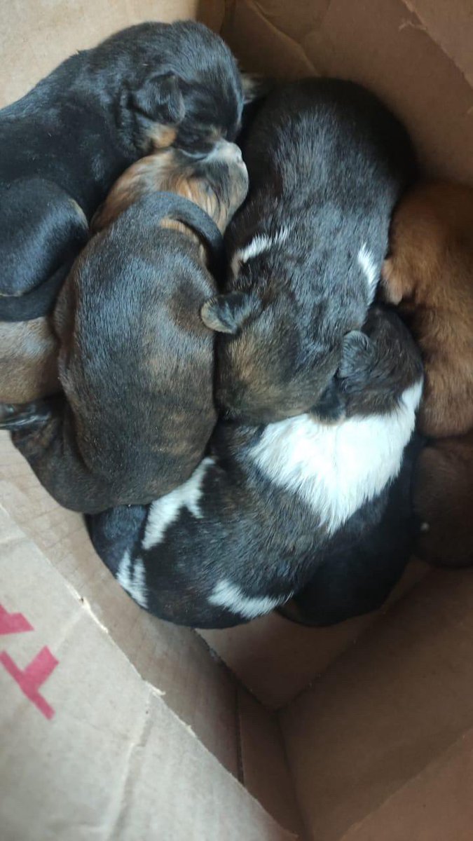 Alina_Gag's tweet photo. Encontraron a estos bebés en una bolsa de plástico cerrada sin su mamá

Están muy pequeñitos

Si alguien puede dar refugio y criarlos, comuníquese al 5521526255 con Araceli Ramirez

Es en el estado de México

Rescatalandia ayuda con gastos https://t.co/8IN4ydXq0D