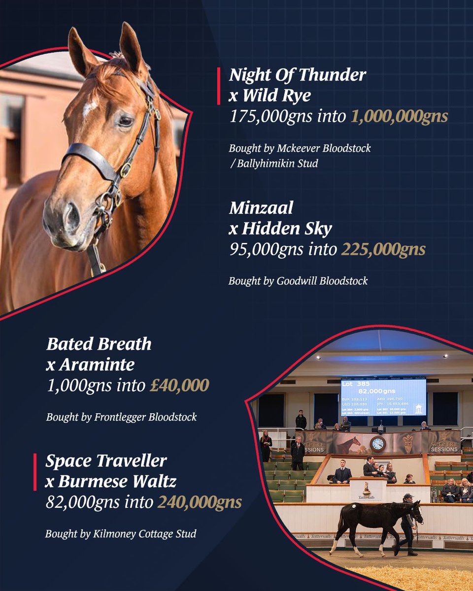 BartonStud1's tweet image. One week to go until the @tattersalls1766 December Foal Sale!

We will be offering a draft of 58 foals this year. Come and see us at Highflyer D, E &amp;amp; F from Sunday, 23rd November 🏇

#BartonStud #TattsDecember #Pinhook #Tattersalls