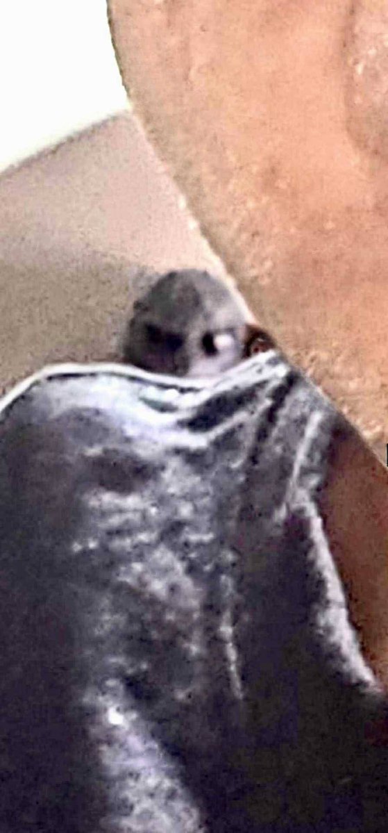 In recent months, encounters with non-human entities in Juanito Juan's cadre have become more frequent. 
Biologist José de la C. Ríos López