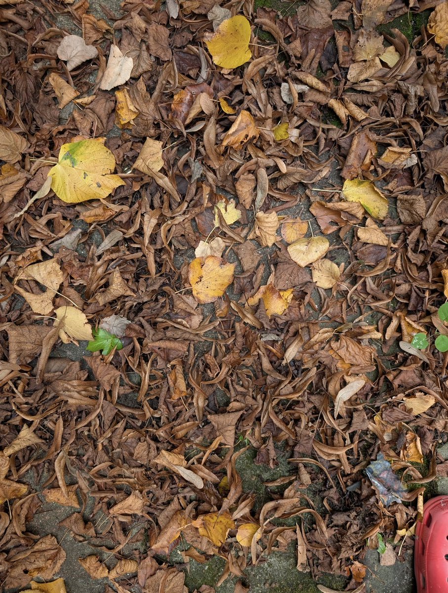 Been Kim tweet media