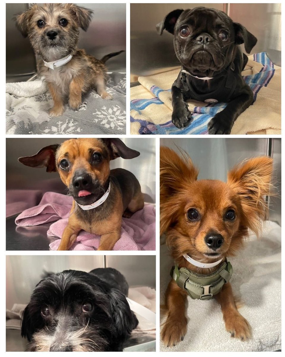 SNAPspayneuter's tweet image. Look at these little faces! 😍🐶
Our small breed cuties have been keeping us busy—and we want to help more!

📣 Small Dog Special – $50 OFF
Now through the end of the year, small-breed dogs receive $50 off their spay/neuter surgery at SNAP.

#SNAPSanDiego