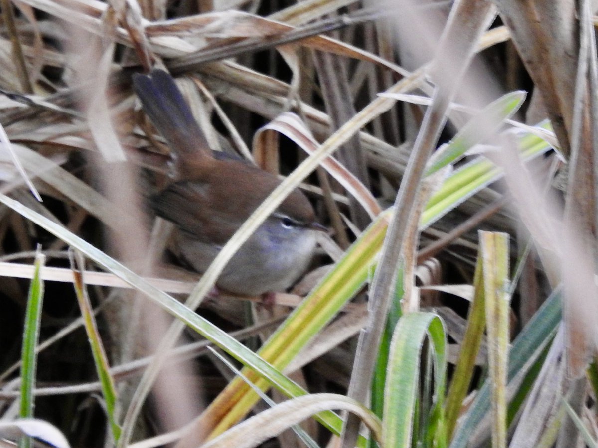 Cold &amp; bright until the rain set in today <a href="/tophilllow/">tophilllow</a> . Highlights Kingfisher, Water Rail, Redwings, Roe Deer, Buzzard &amp; some quite showy Cetti’s Warblers <a href="/Natures_Voice/">RSPB</a> <a href="/Britnatureguide/">The British Nature Guide</a> <a href="/BNAscience/">BNA science</a> <a href="/discoverHullEY/">Discover Hull</a> <a href="/YorkshireWater/">Yorkshire Water 💧</a>