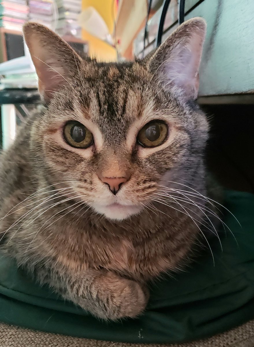 CassieJFox's tweet photo. #TabbyTuesday Our 20 year old Super Senior Cat shares a throw back pic of her sexy self. #SuperSeniorCatsClub ππππβ€οΈβπ₯ππββ¬π»π½#SouthernBellFelines #Gizzabella #SeniorCats #TBT #TabbyCats #Tabbylicious #CatsofSouthCarolina #WhitmireSC https://t.co/MjJLXZgdET