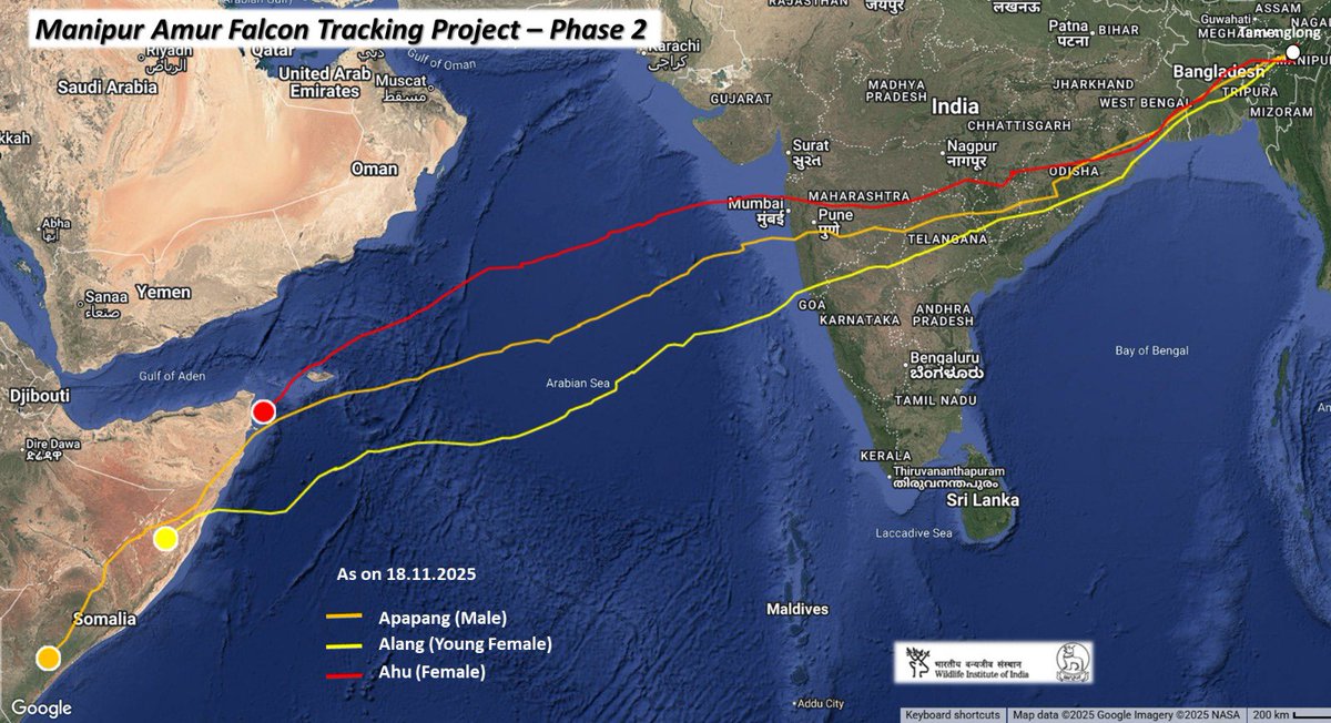 supriyasahuias's tweet image. Woohoo .. both Apapang and Alang have successfully crossed over, while Ahu is just about to reach...three Amurs, one breathtaking migration and a million people watching in awe ..@sureshwii  #AmurFalconMigration