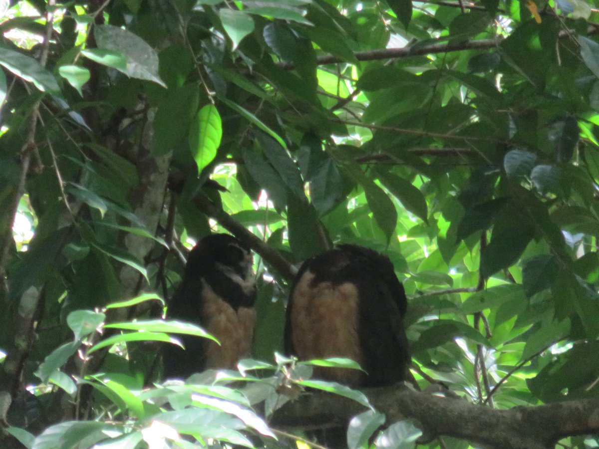 Lluís Coll tweet media