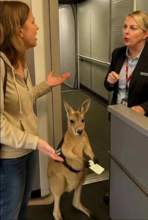 _El1j4h's tweet image. O presidente do Banco Master exatamente assim no momento em que foi preso.