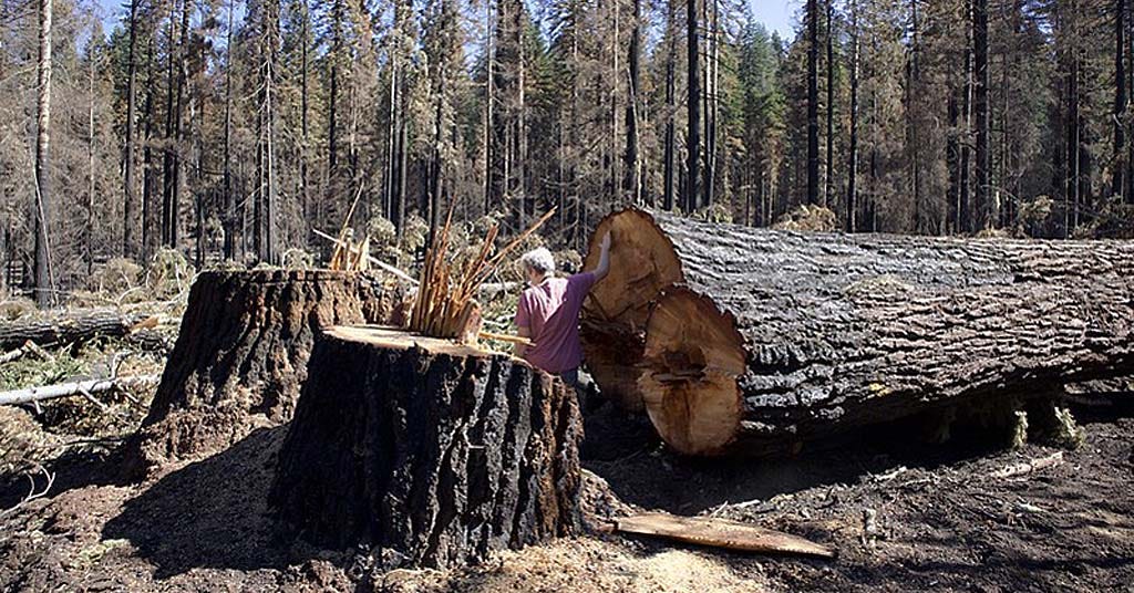 John Muir Project tweet media