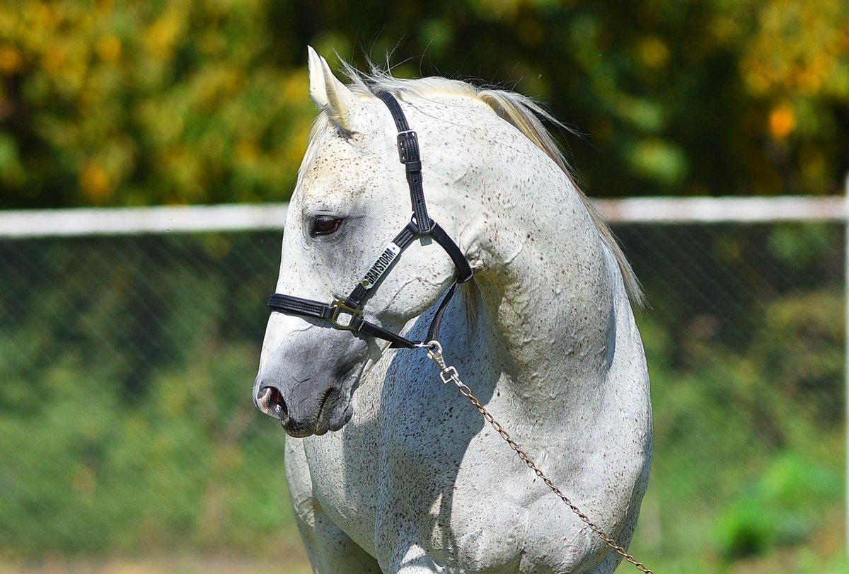 GuzelocakEkuri's tweet photo. Gri Fırtına... #graystorm 🤍

#thoroughbred #horses #horseracing #stallion https://t.co/GVj8Bt1ERd