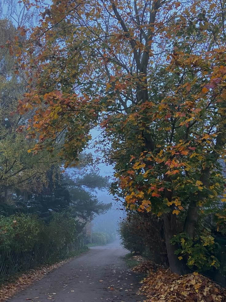 talya9646171863's tweet photo. Comforting season 🧣🌧️ https://t.co/8o8s2859II