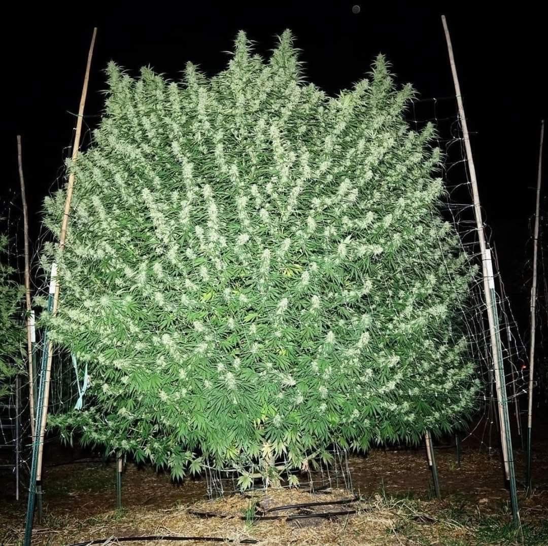 Good morning stoners 💚