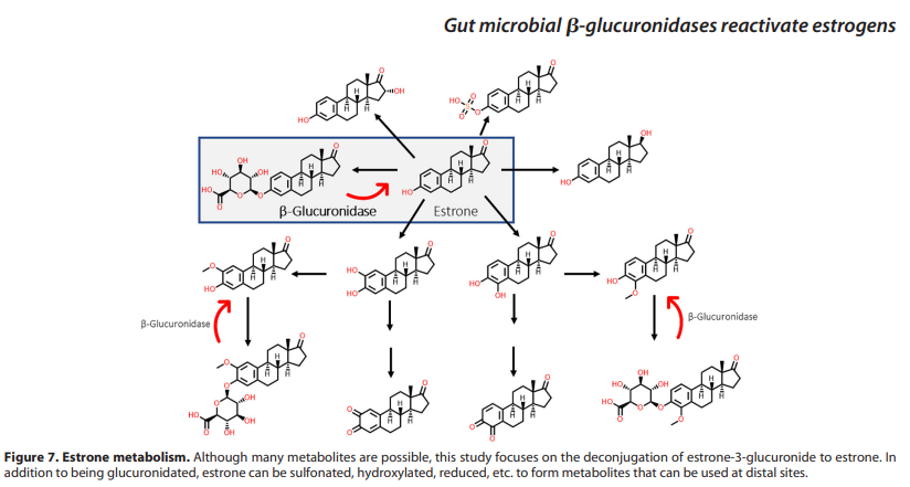 IanMcIntosh1's tweet photo. Fungus people often get really puffy and red...?

High amounts of estrogen can do that to you. 

Here the link:
1-fungus overgrowth in the body
2-microbiome shifts towards pathogenic bacteria
3-bacterial enzymes will de-conjugate estrogen for recirculation into the body

The vicious cycle of high estrogen takes effect. 

In men=man boobs, low T, high body fat
in women=PCOS, endometriosis, etc.

https://t.co/GVytlwhfcF