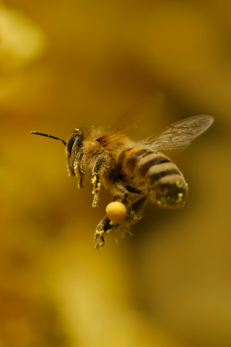 She’s carrying more groceries than I do.

If you’re wondering, those pollen baskets on her legs are called corbiculae but pollen pants works too.

Today’s haul looks good!