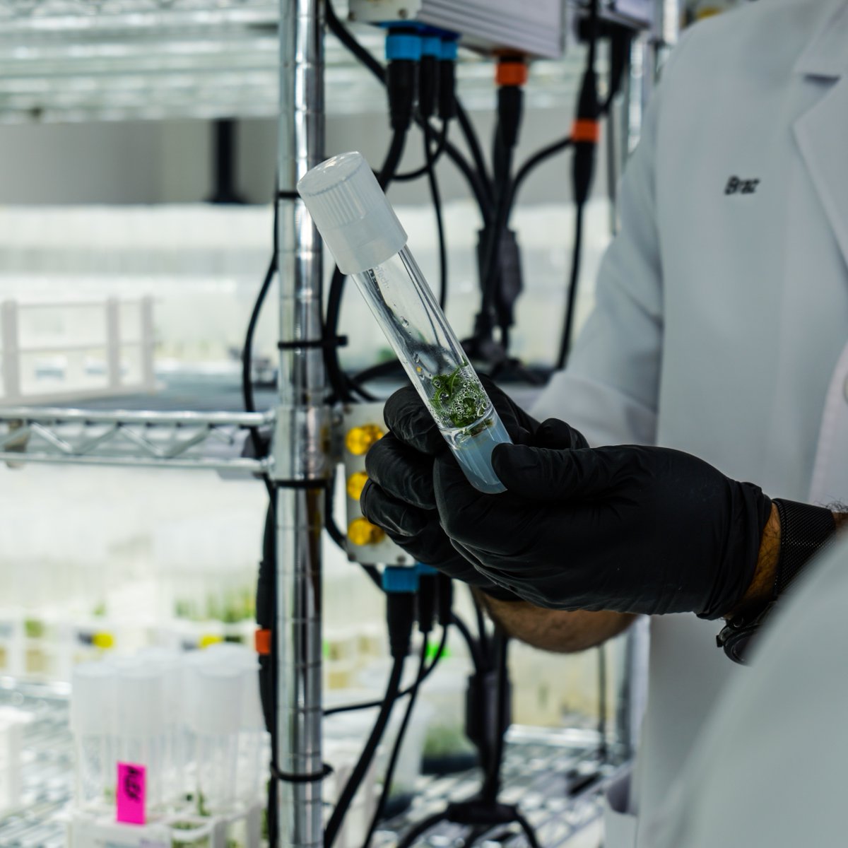 A traditional clone copies the plant — and everything that came with it: pests, pathogens, genetic drift, and subtle variations that stack up over cycles.

Tissue culture does the opposite. It lets you reset a plant. Back to its original blueprint.