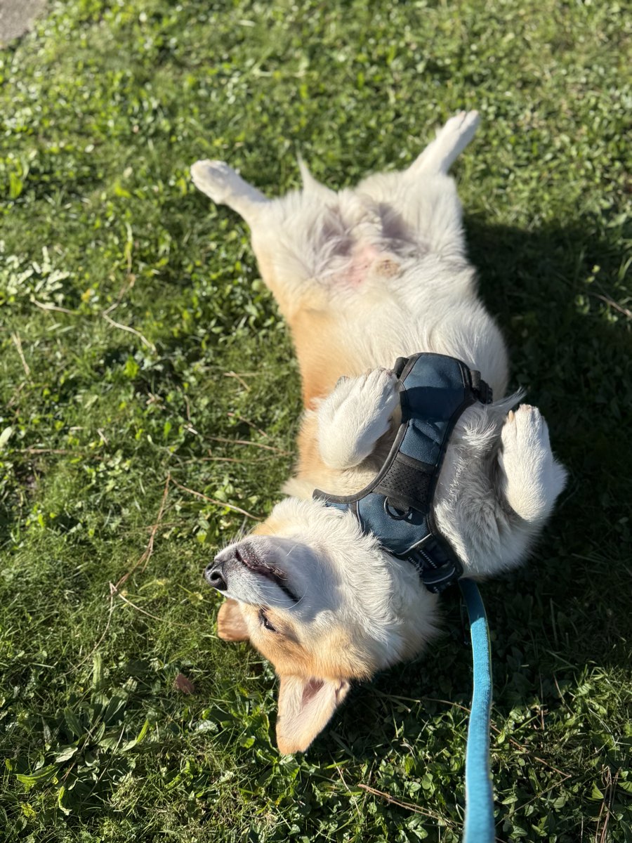 hoos_yerdaddy's tweet image. Getting some tan ☀️ 
.
.
.
#cheddar #corgi #welshcorgi