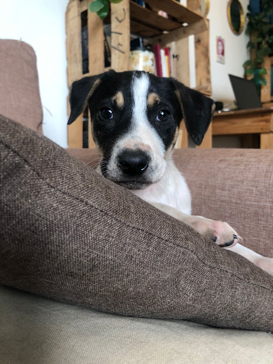 Alina_Gag's tweet image. o una familia que quiera ser su familia. Es muy bueno. Le he enseñado muchas cosas importantes.

Es macho y tiene entre 3 y 4 meses.

quiero que tenga una vida feliz larga y con muchos cariños y cuidados. Es muy cariñoso y juguetón y noble.