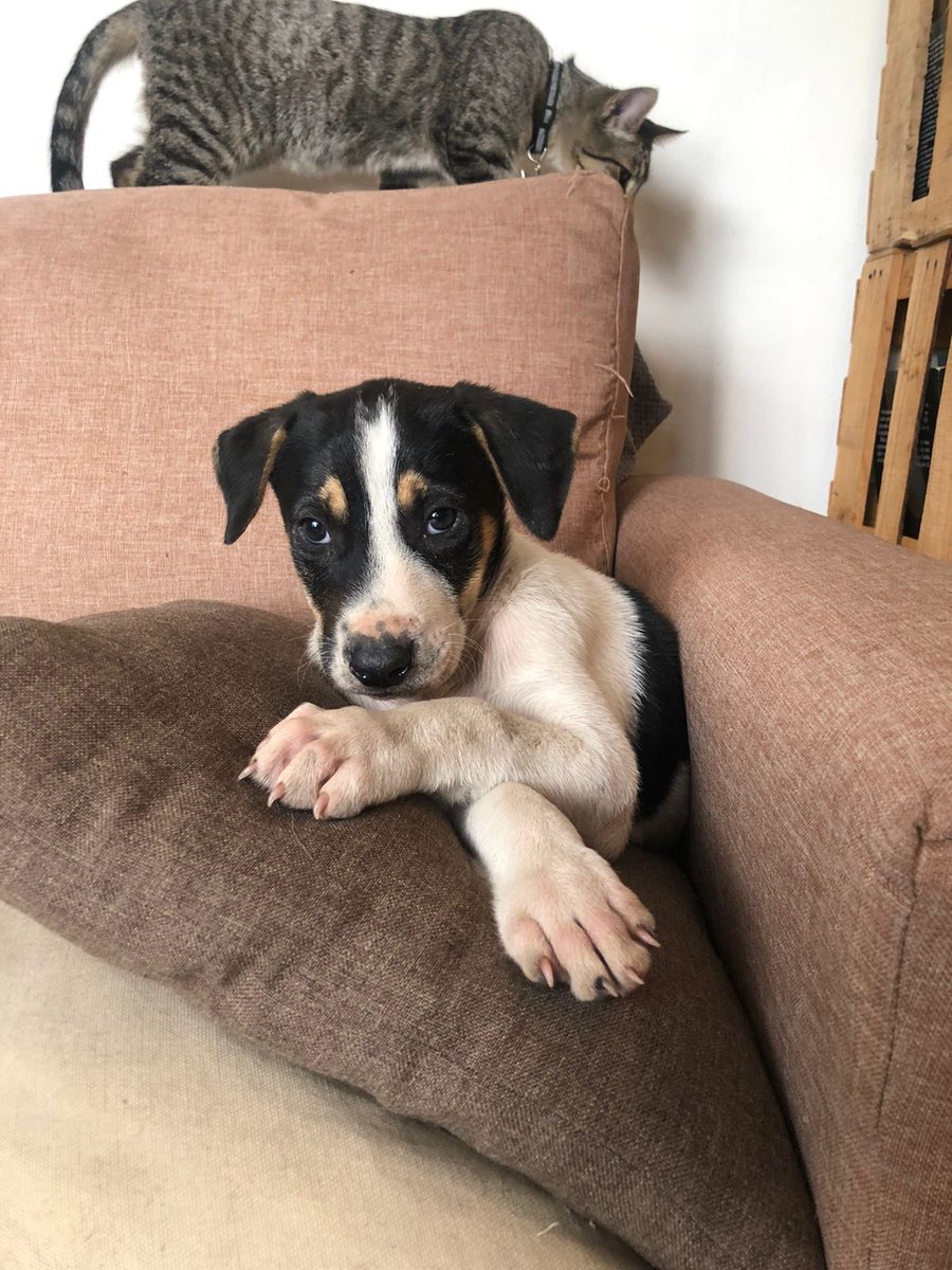 Alina_Gag's tweet image. o una familia que quiera ser su familia. Es muy bueno. Le he enseñado muchas cosas importantes.

Es macho y tiene entre 3 y 4 meses.

quiero que tenga una vida feliz larga y con muchos cariños y cuidados. Es muy cariñoso y juguetón y noble.