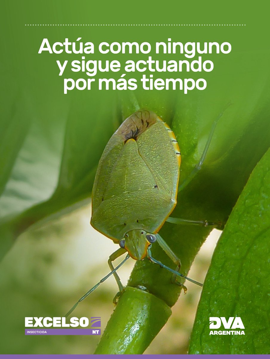 #Excelso te ayuda a proteger tus cultivos de soja, algodón, pasturas, tomate y durazno con un control efectivo de chinches, trips, pulgones y orugas. Un aliado de amplio espectro para mantener el lote sano y rendidor. 

Formulación banda azul.