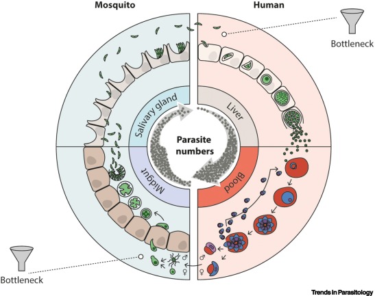 Trends in Parasitology tweet media