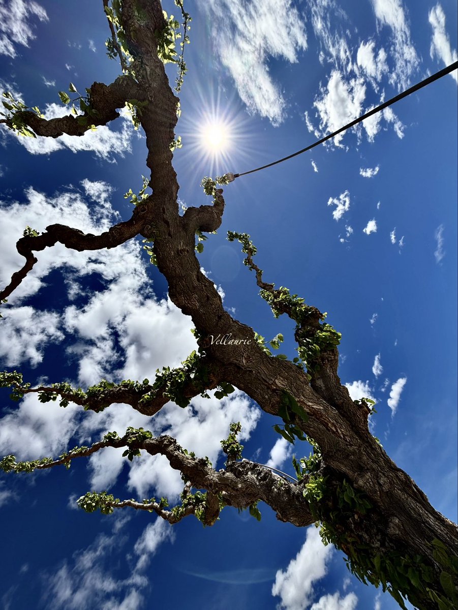 VijayEllaurie's tweet image. 🌳 Tree time!
They stand tall, whisper in the wind, and paint the sky with their leaves.

Share your tree photos! 
#thicktrunktuesday #treepeople #TreeClub