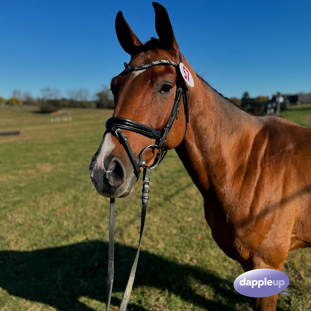 DappleUpHorses tweet media