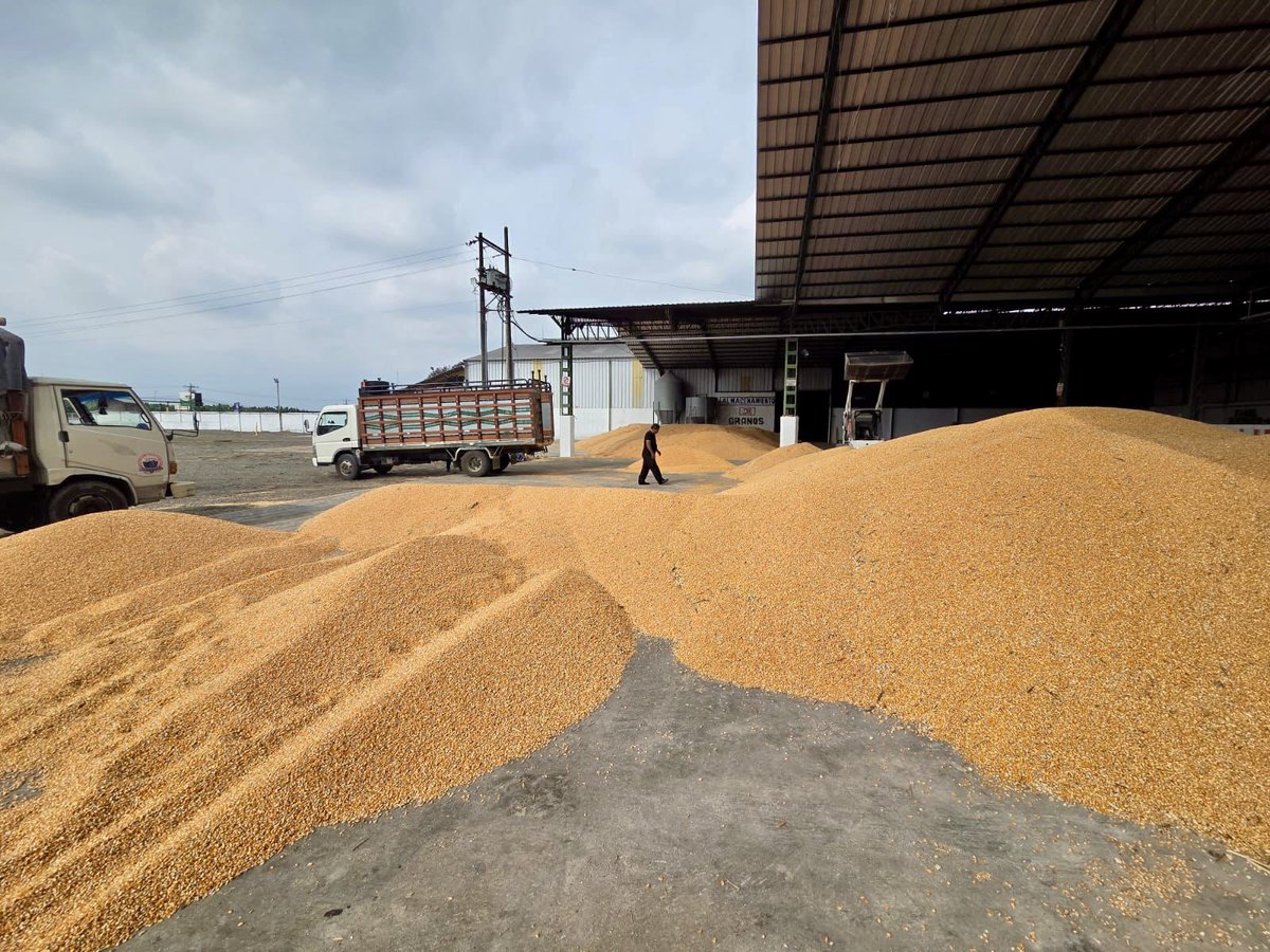 AgriculturaEc's tweet photo. #LosRíos | Participamos en un operativo en los cantones Ventanas y Puebloviejo, donde recorrimos los diferentes centros de acopio para verificar el cumplimiento de los precios oficiales del maíz amarillo duro y levantar información actualizada sobre el stock disponible de la oferta productiva. 🌽

#ElNuevoEcuador impulsa la transparencia en las cadenas productivas.