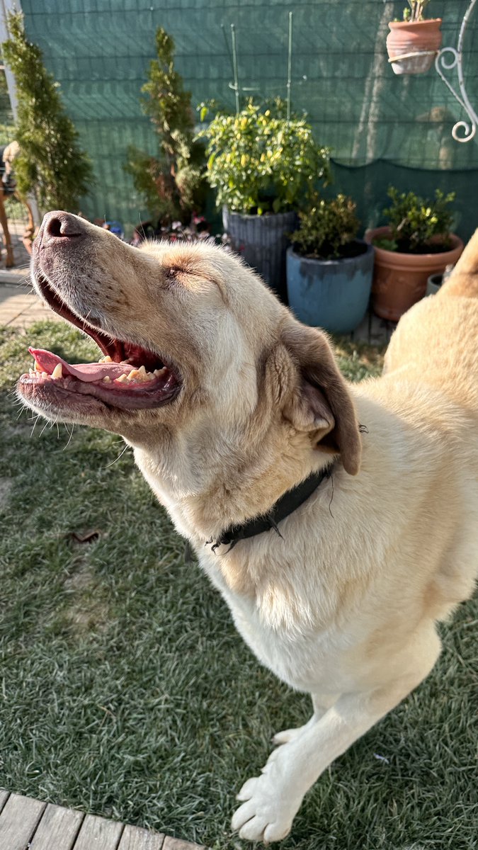 Gül helped in the office today, she's just clocked off.

She’s been blocking spam calls like she works for MI5 &amp; hasn’t stopped chuckling since 😂🕵️‍♀️📞

How's your day been? 
#SpamSlayer #SpamCallChampion #CallHandled
#ShesAQueen