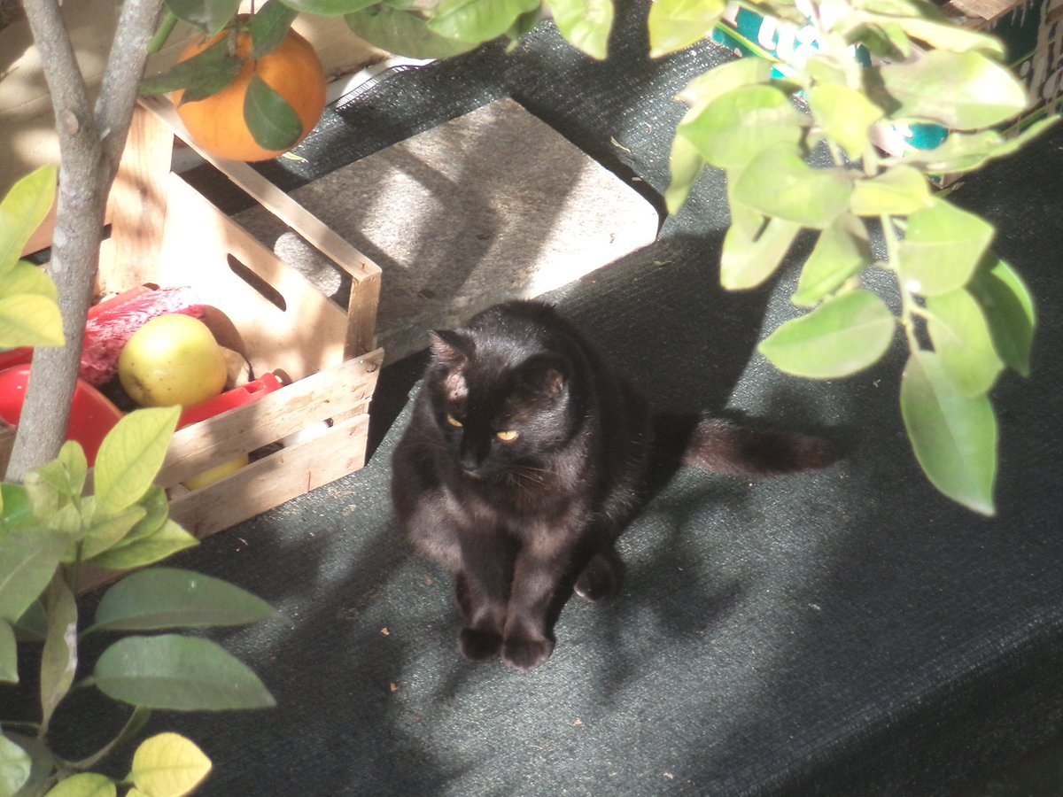 Longtail arrived around the same time as Kiwi. It's possible that they were related, either mother and son, or brother and sister. Longtail worked his way up to become one of the aspiring alpha-males of the neighbourhood. 
#TheGozoDailyCat #busycat #feralcats #VisitingCats