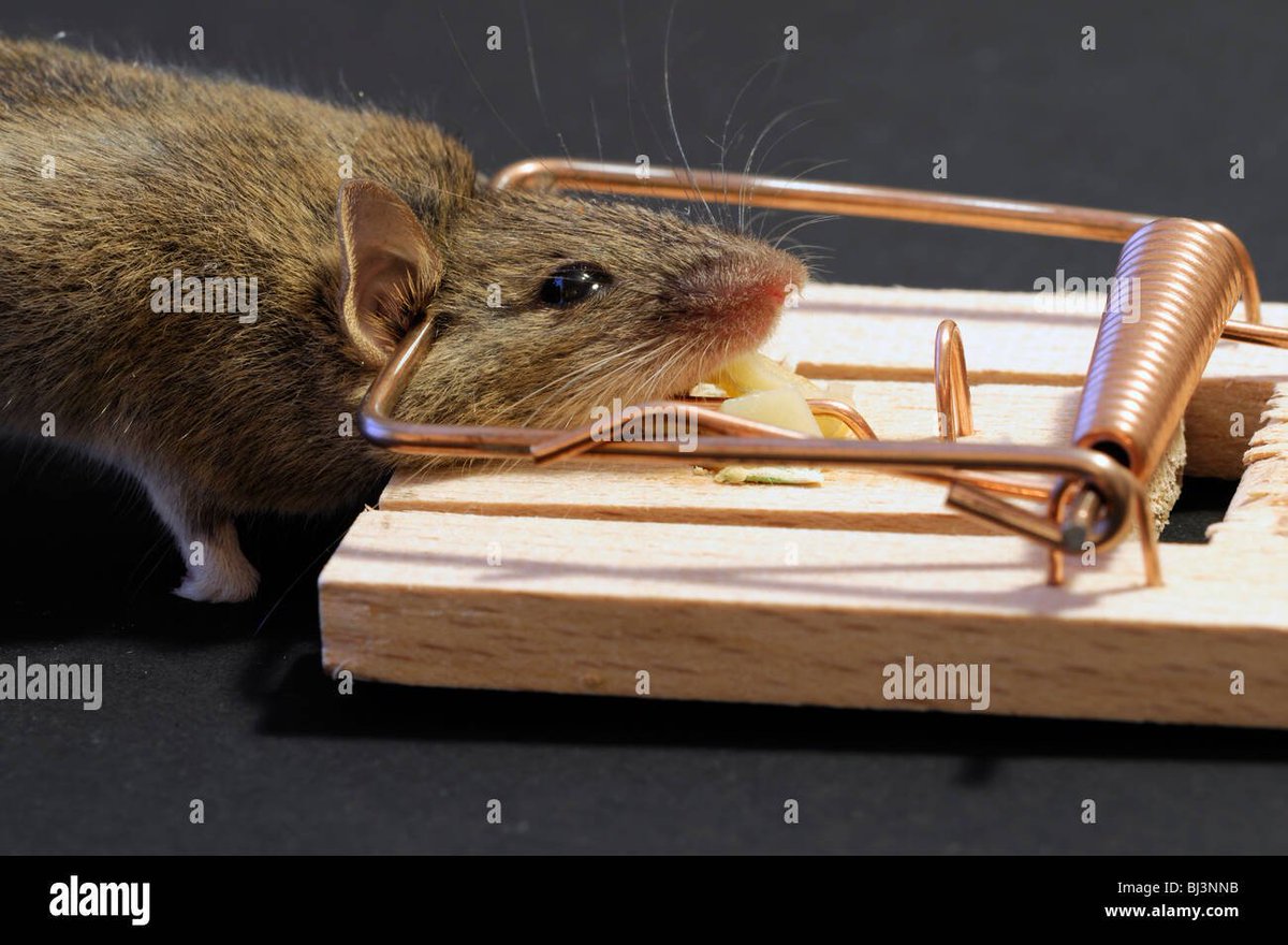 TomTSEC's tweet image. This mouse died because he did not understand there is no such thing as a free lunch.  This is what socialism does - it promises you a free lunch and then kills you.