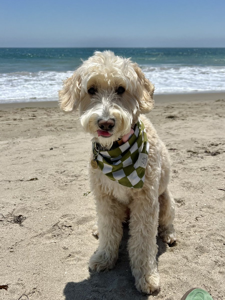 miladood's tweet photo. good morning (afternoon and evening ) to all my frens! I’m back to share some adventures &amp; see all of your adventures but more importantly try to help as many pups get saved rescued adopted from shelters ❤️ hope everyone has a lovely day love Mila https://t.co/9Wz2htQSVj